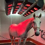 Equine Solarium Manufacturer - OEM Horse Training with Imported Lamps for Sale