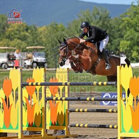 Horse Jump Wing Factory - OEM Equine Activity Equipment Horse Products