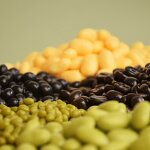 Coffee Bean Model Factory - OEM Custom PVC Simulation Corn Kernel
