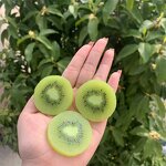 Chocolate Curls Manufacturer - OEM Factory Wholesale Simulation Cake