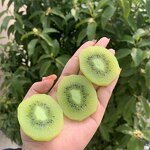 Chocolate Curls Manufacturer - OEM Factory Wholesale Simulation Cake