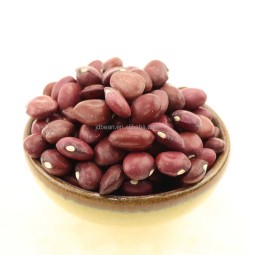批发价格高品质1吨有机小红芸豆散装好价格