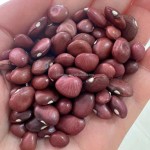 批发价格高品质1吨有机小红芸豆散装好价格