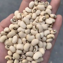 热卖有机干豇豆Vigna豆和芸豆散装包装出售黑眼豆和白眼豆