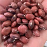 批发价格高品质1吨有机小红芸豆散装好价格