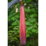 Synthetic Hair Braids Factory - OEM/ODM Custom Yaki Straight Synthetic Braids with Glitter Tinsels