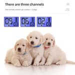 Electric Dog Training Collar Factory - OEM/ODM Custom 800m Rechargeable LED Beep Vibration Safe Shock Electric Dog Collar