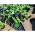 Ratchet Lashing Straps Manufacturer - OEM Custom Printed Polyester Webbing