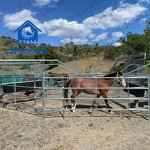 Horsewalker Equipment Manufacturer - OEM/ODM Custom Durable Hot Dipped Galvanized Horsewalker with CE