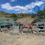 Horse Walker Running Machine Factory - OEM/ODM Custom HDG Horse Walker Motor for 6/8 Position