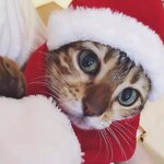 Santa Hat Manufacturer - Pet Winter Warm Plush Cap Xmas Party Decor Hat