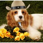 Pet Hat Supplier - Creative Mini Pet Dogs Western Cowboy Hat Star Cap