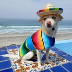 Pet Hat Supplier - Creative Mini Pet Dogs Straw Mexican Sombrero Cute Hat