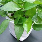 Non-Woven Fabric Manufacturer - 100% Polyester Anti-Static Laminated