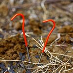 Titanium Tent Stakes Factory - Custom Ultralight Shepherd Hook Pegs OEM