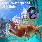 LED Dog Collar Manufacturer - OEM/ODM Light up Rechargeable