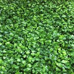 Artificial Grass Factory - Waterproof for Home Garden Decoration