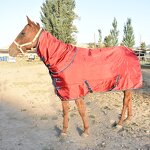 Horse Blanket Manufacturer - Waterproof Turnout Winter Blanket