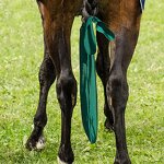 Horse Tail Bag Factory - Stretchy Tail Bag for Cleanliness