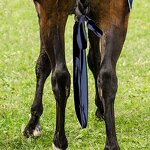 Horse Tail Bag Factory - Stretchy Tail Bag for Cleanliness