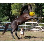 Horse Play Ball Factory - OEM Custom Apple Flavor Toy Ball