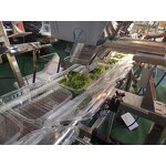 Packaging Machine Manufacturer - Cherry Tomato Multihead Weigher