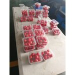Packaging Machine Factory - High Speed Cherry Tomato Punnet