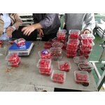 Packaging Machine Supplier - Full Auto Fruit Clamshell Filler