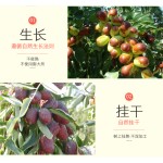 红枣供应商-代工新疆干制健康零食