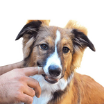 Pet Toothbrush Factory - Dog Cat Finger Brush Cover Supplier
