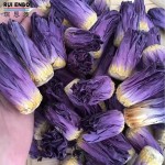 蓝莲花蕾供应商-批发现货花