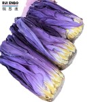 蓝莲花蕾供应商-批发现货花
