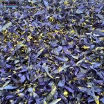 蓝莲花茶工厂-批发发酵开花茶