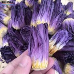 蓝莲花蕾供应商-批发现货花