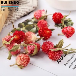 红苋菜供应商-代工女性艺术茶