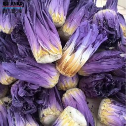 蓝莲花蕾供应商-批发现货花