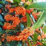 桂花茶生产商-代工橙色干茶