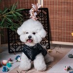 Dog Clothing Factory - Chinese Knot Cotton Jacket with Buckle