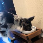 Cat Dog Feeder Factory - Elevated Wooden Double Bowl with Stand