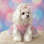 Pet Hairpin Manufacturer - Sweet Bow Headwear Accessories