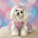 Pet Hairpin Manufacturer - Sweet Bow Headwear Accessories