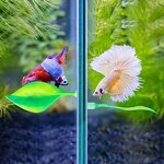 Betta Hammock Factory - Silicone Leaf Pad Resting Spot