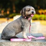 Pet Collar and Leash Factory - Nylon Printed Adjustable Set