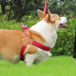 Dog Harness Factory - OEM/ODM Reflective Y Shape Breathable Comfort
