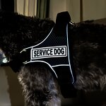 Dog Harness Factory - OEM/ODM No-Pull Night Reflective Adjustable Vest