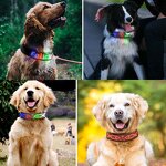 Pet Collar Manufacturer - OEM/ODM Custom Rechargeable LED Collar