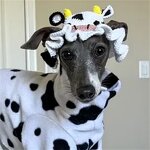 Crochet Hat Manufacturer - OEM/ODM Custom Pet Animal Cat Dog Photo Prop