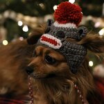Pet Hat Manufacturer - OEM/ODM Custom Crochet Gray Hat Dog Cat Wear