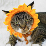 Crochet Hat Manufacturer - OEM/ODM Custom Cat Knitted Hut Ear Holes