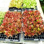 Seedling Tray Manufacturer - OEM/ODM Custom 72 Cell Plug Tray Germination